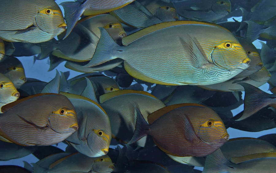 Surgeonfish (Acanthurus mata) have a folding spike on each side of their bodies that they use to slice open attackers.