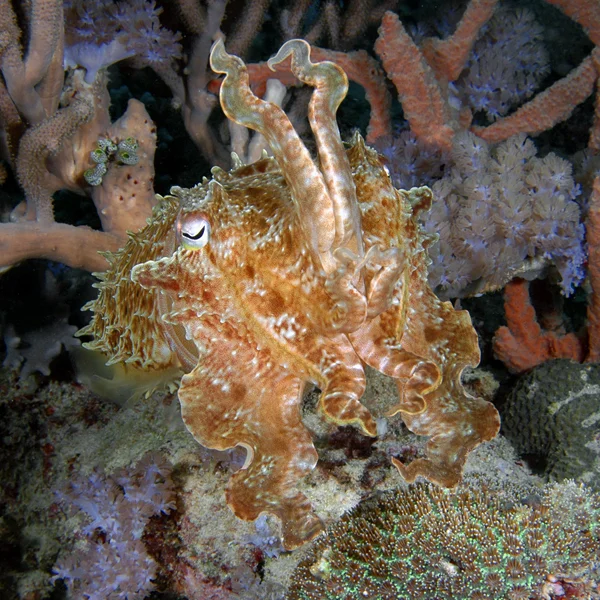 The Broad Club Cuttlefish (Sepia latimanus), master of disguise, can become speckled, occelate, stipled, lineate, whorled, iridescent, change to any color -- all in different combinations -- and all in less than a second.