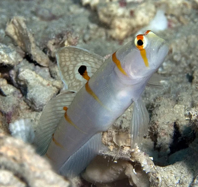 The Sailfin Goby (Amblyeleotris randalii), usually found on white patches in caves, has beautiful coloring and a large "sail" fin that it raises as a warning to predators.