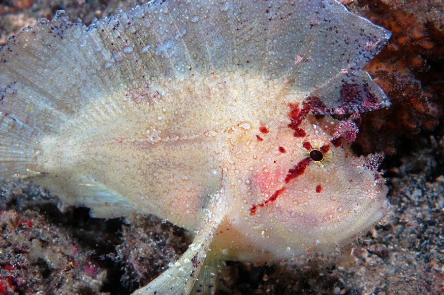 The Leaf Fish (Taenianotus tricanthus) has a compact body. It sways back and forth in the current in imitation of a leaf while waiting to ambush its prey.
