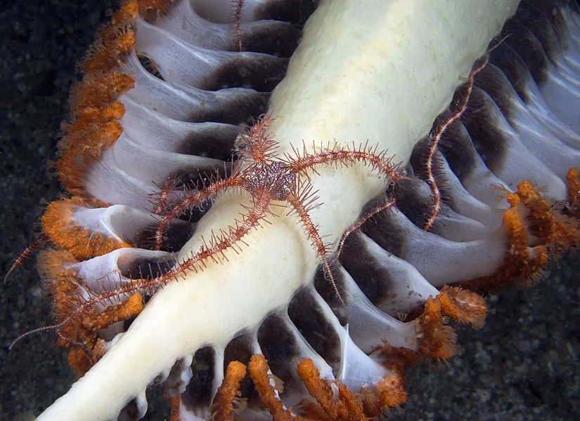 A Brittle Star (Ophiothrix sp.) entwines itself within the bright orange polyp leaves of a Sea Pen (Pteroeides sp. 2) at night.