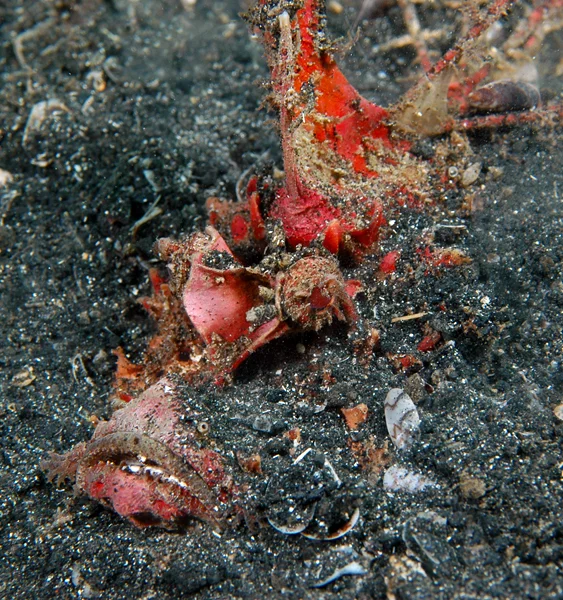 The Caledonian Stinger (Inimicus didactylus) inhabits open sandy or silty bottoms and often lies buried up to its bulbous eyes in sand waiting to ambush small fishes.