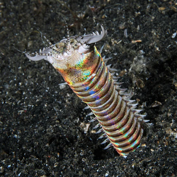 The Bobbit Worm (Eunice sp.) is a voracious predator. It emerges from its burrow with lightening speed, seizes a fish, and then pulls the fish into its burrow where it consumes it.