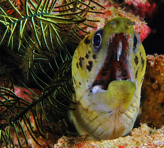 Certain Moray Eels (Muraenidae sp.), such as this one, have venomous fangs on the roofs of their mouths.