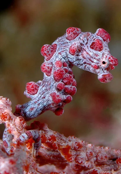 The Pygmy Seahorse (Hippocampus bargibanti) clings to the branches of a Sea Fan (Muricella sp.). Usually less than 3/4", it mimics the bumpy, dark pink polyps of the fan.