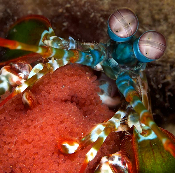 #12 2349 Mantis Shrimp w Eggs.jpg