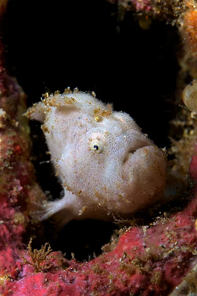 #20 3253 Juvenile Shaggy Frogfish.jpg