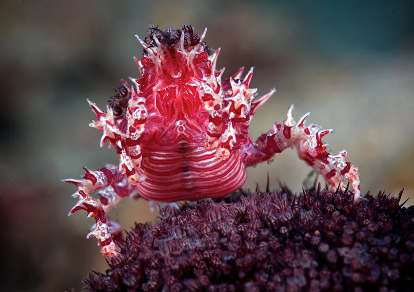 #21 4384 Candy Crab, Soft Coral Crab.jpg