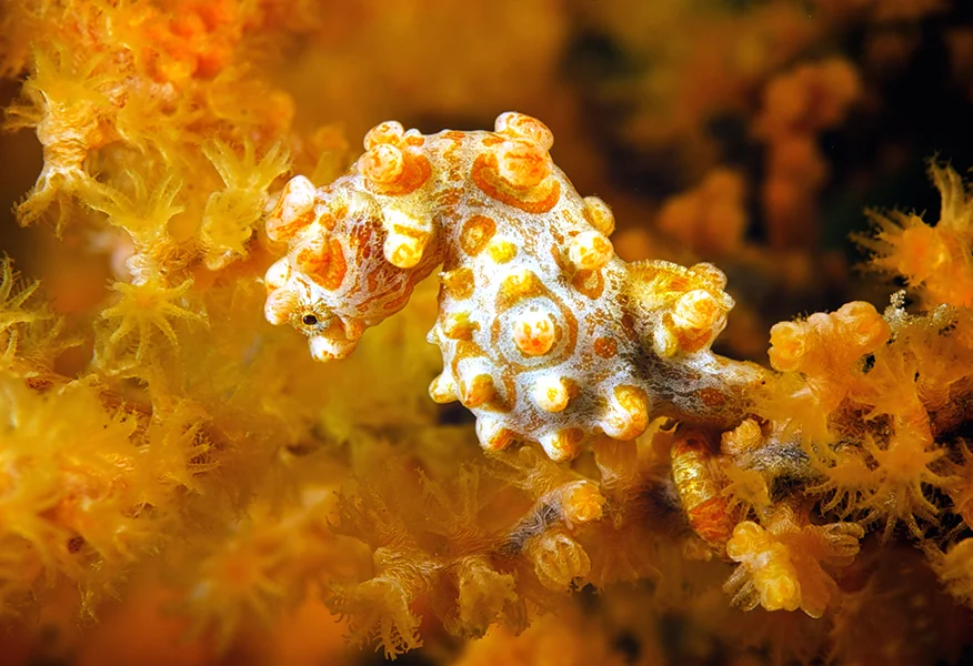 #31 0900 Yellow Pygmy Seahorse, Bargibanti, In14.jpg