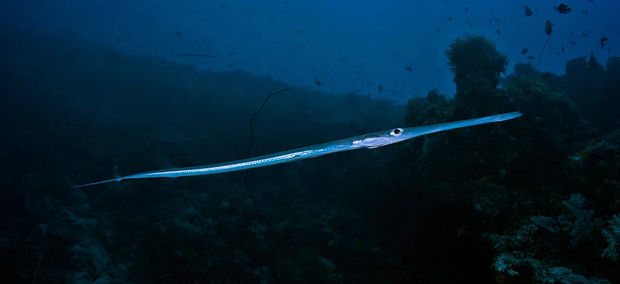 The Smooth Flutemouth (Fistularia commersonii) is a very elongate fish that has a long filament extending from its caudal fin. This filament is lined with sensory pores that serve as a long-range sensory system for detecting prey.