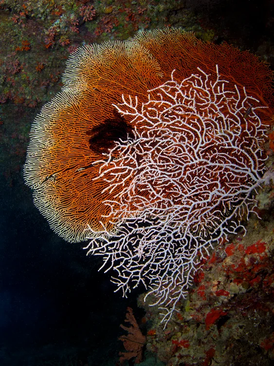 A truly unusual sight – a white lace fan in the foreground is framed by a bi-colored, Smooth Sea Fan (Annella mollis), bright orange in color with a white border. This bi-colored fan only grows in caves.