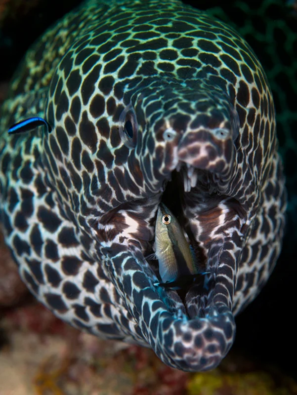 The mouth of a Honeycomb Moray Eel is being cleaned by a Blue Lined Cleaner Wrasse (Labroides dimidiatus). The wrasse has visible stripes so the eel will recognize him. The wrasse dances up and down in a distinctive way for further I.D. and then cleans the mouth of the moray with impunity.