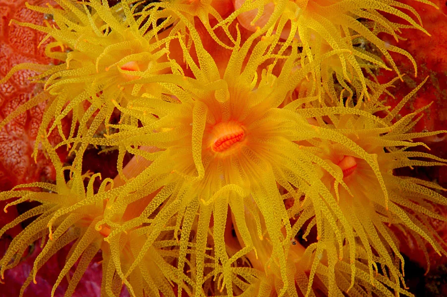 Yellow Cup Corals (Tubastraea sp.) are flamboyantly colored. Their large, sunflower-like polyps emerge at dusk to feed. They are often found on vertical walls.