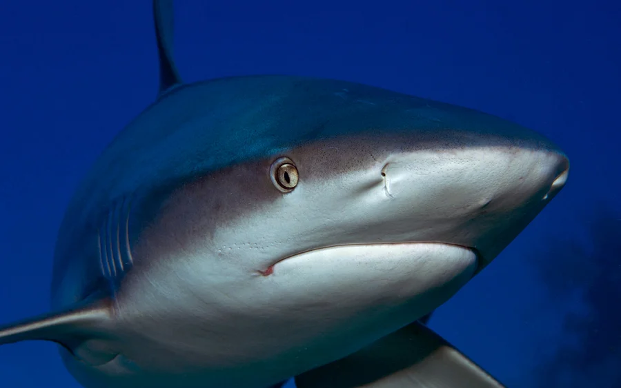 #36 Turks-3 5-5-11-300-unsh-Shark Close-Up-_D2X8602.jpg