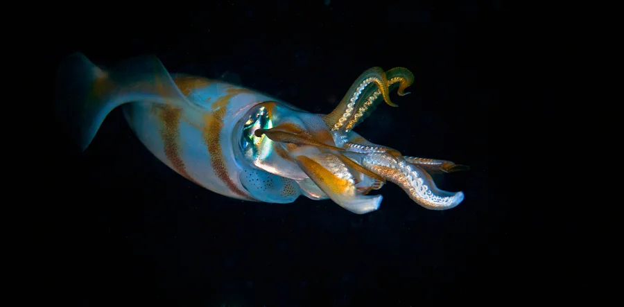 11-2194-Bigfin Reef Squid-72-900-sh.jpg