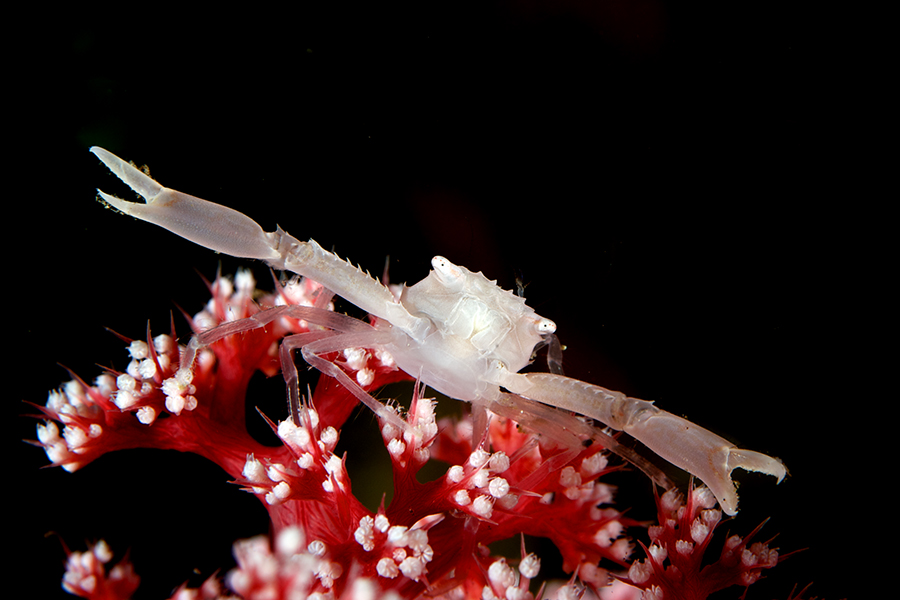 Macro Magic, Indonesia