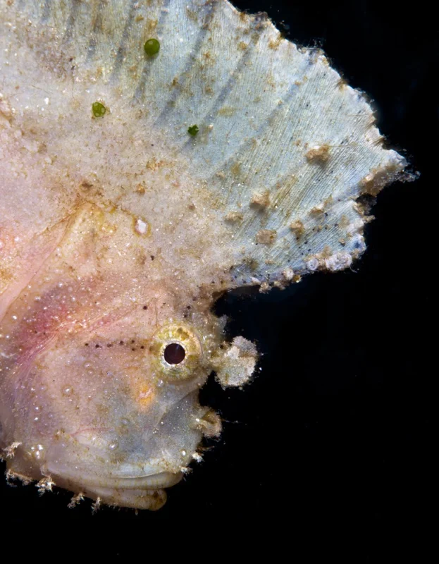 The Leaf Scorpionfish, Taenianotus triacanthus, is a small, compressed, very pretty, colorful scorpionfish with a high, long, sail-like dorsal fin that is stands upright. It sways back and forth in the current disguising itself as a leaf while waiting to ambush its prey.