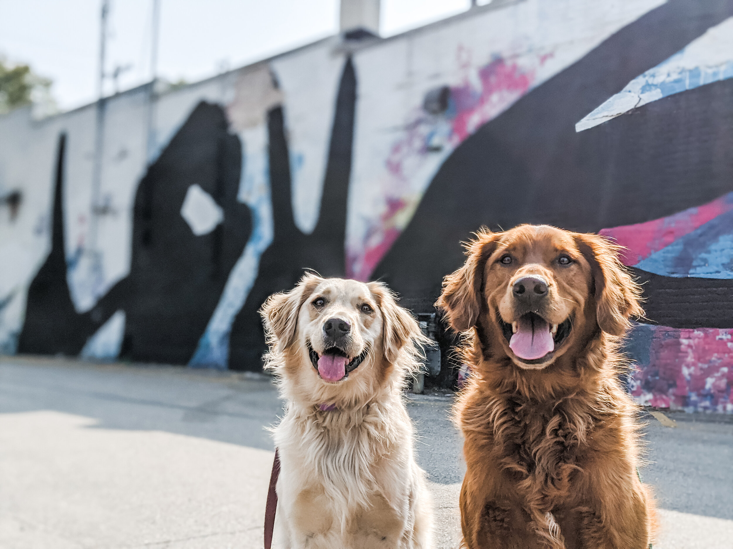 e collar for reactive dogs