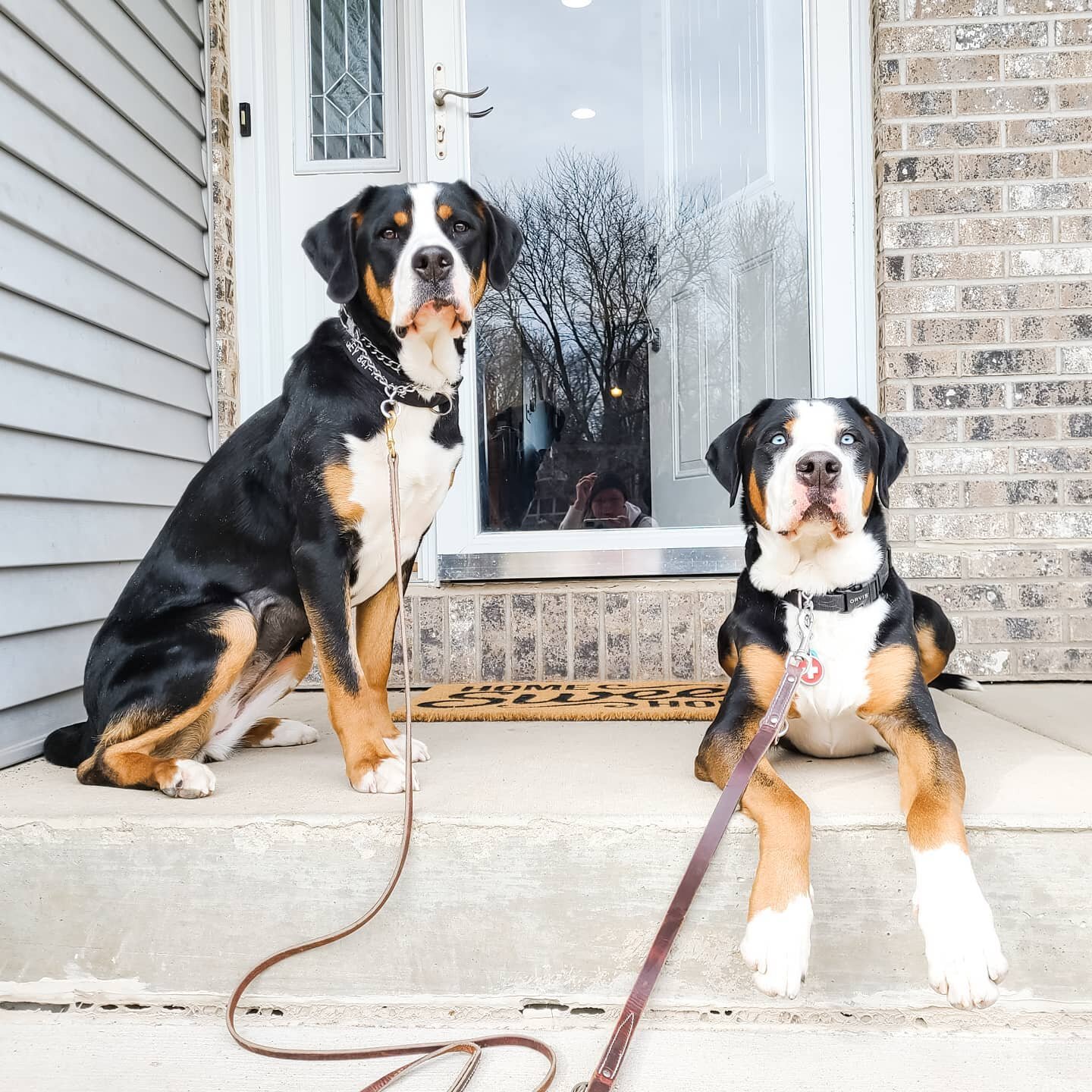 Happy Sunday! We are back after our little mini &quot;staycation&quot; and I'm feeling as recharged as ever. 🙌🏼 Paigey &amp; Bash are joining us for training - stay tuned for their introduction video tomorrow! ❤

#greaterswissmountaindogs