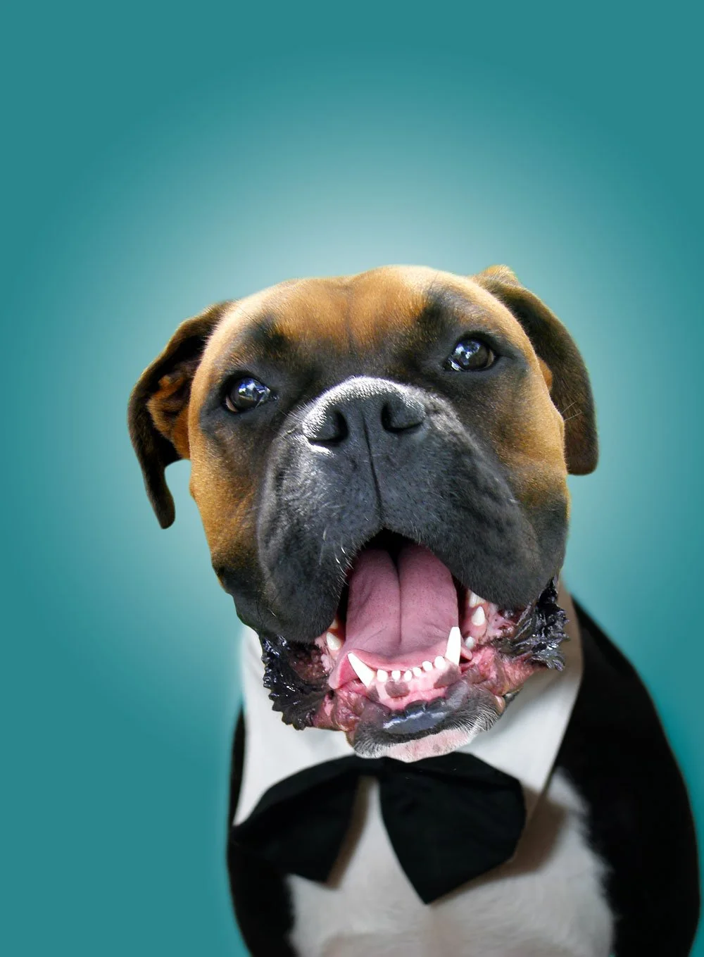 Dexter the Boxer in a tuxedo for our Wedding.jpg
