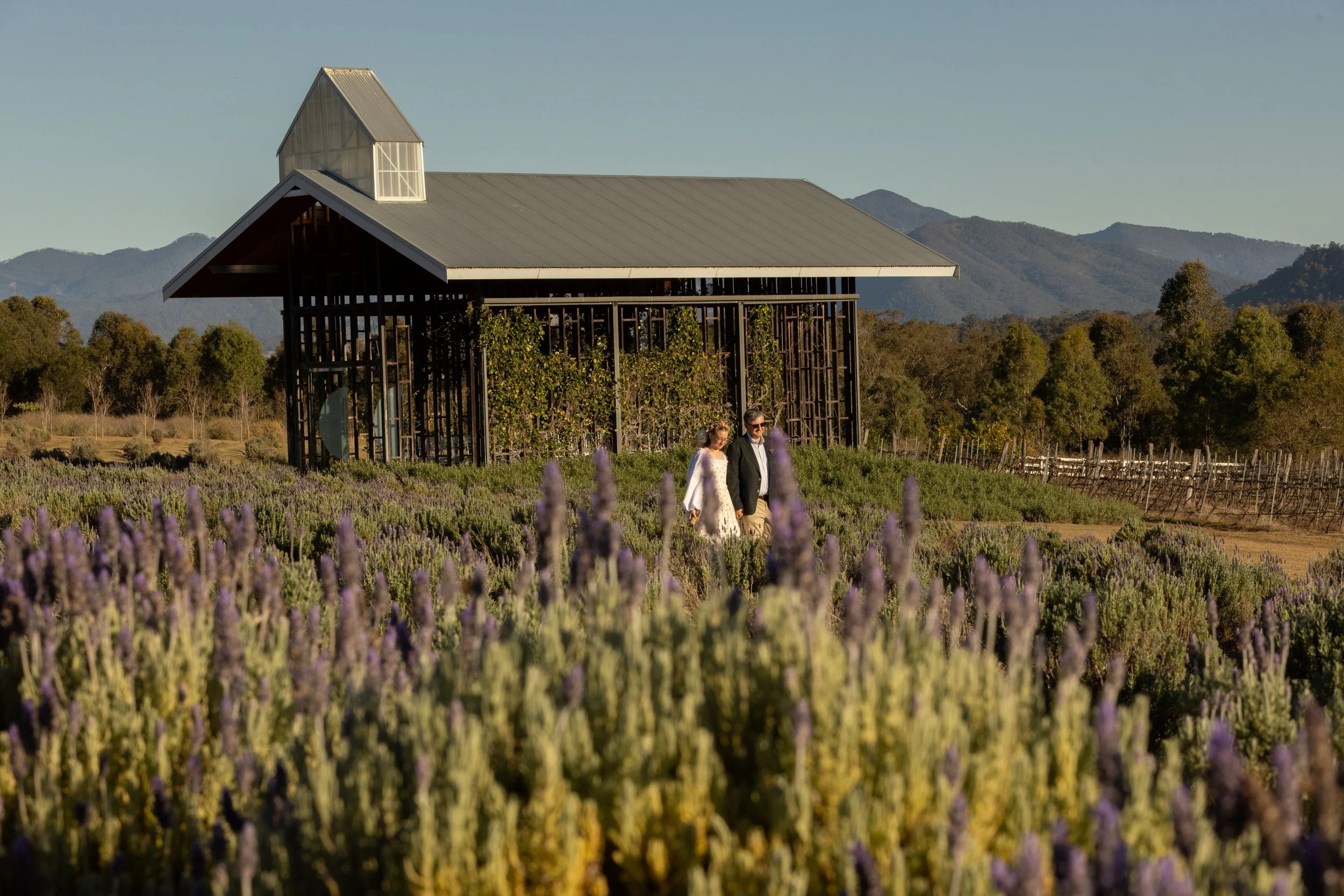 Scenic Rim Celebrant_Kooroomba Vineyard & Lavender Farm
