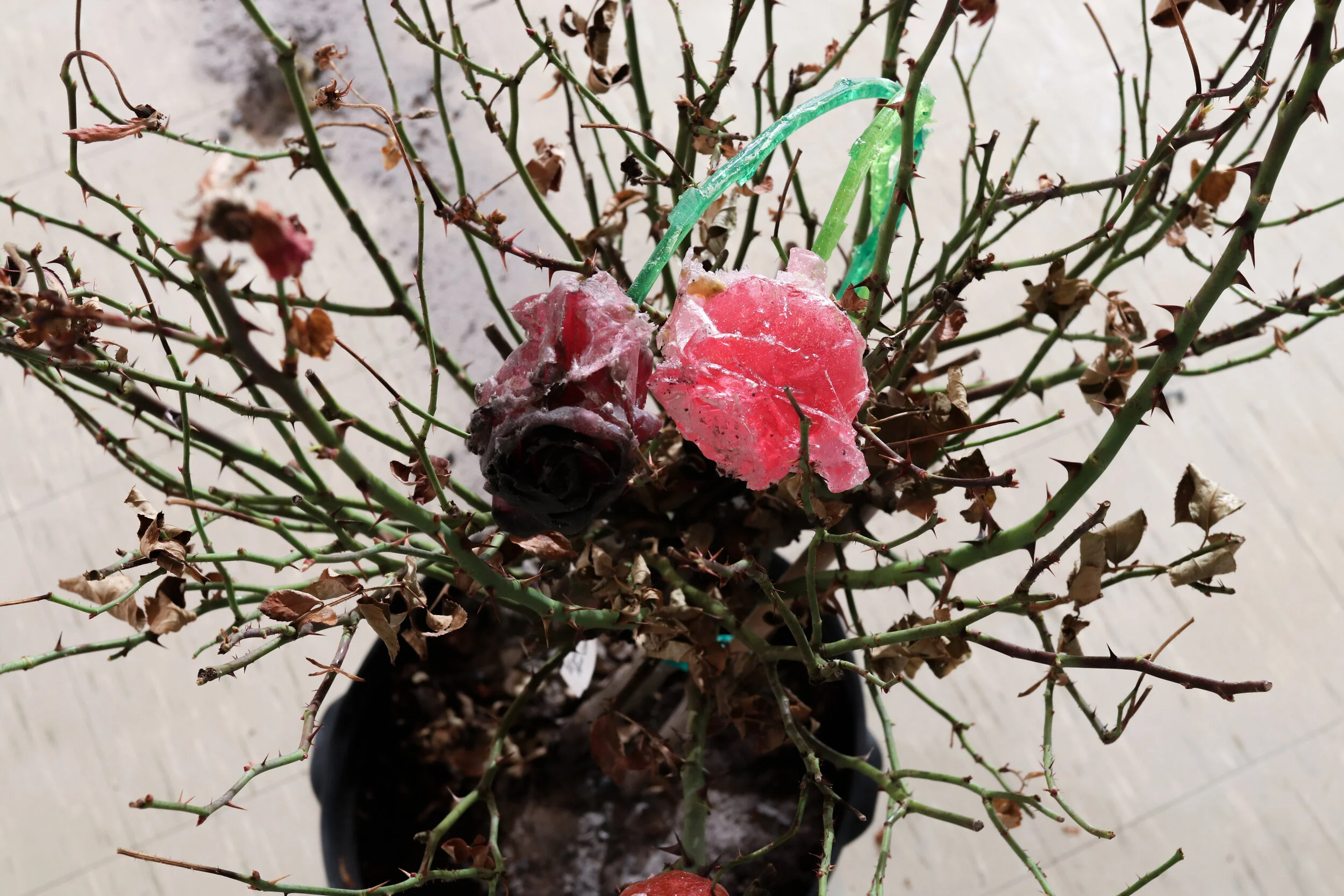 Roses, 2020-ongoing