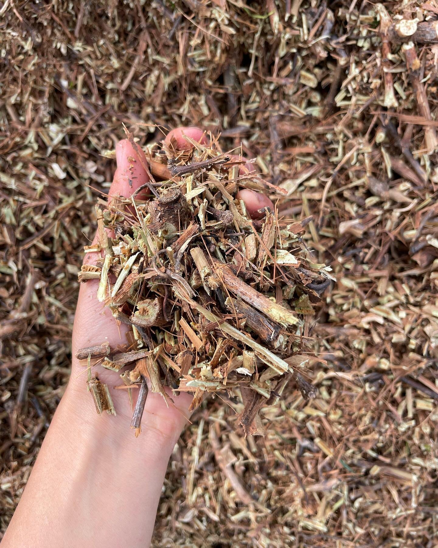 Closing out pruning with some very gratifying moments today. This year we piled up all our canes so we could mulch them  and use it as the carbon source for our hot compost. Mixed with manure from our paddocks, greens from the garden, spoilt hay and 
