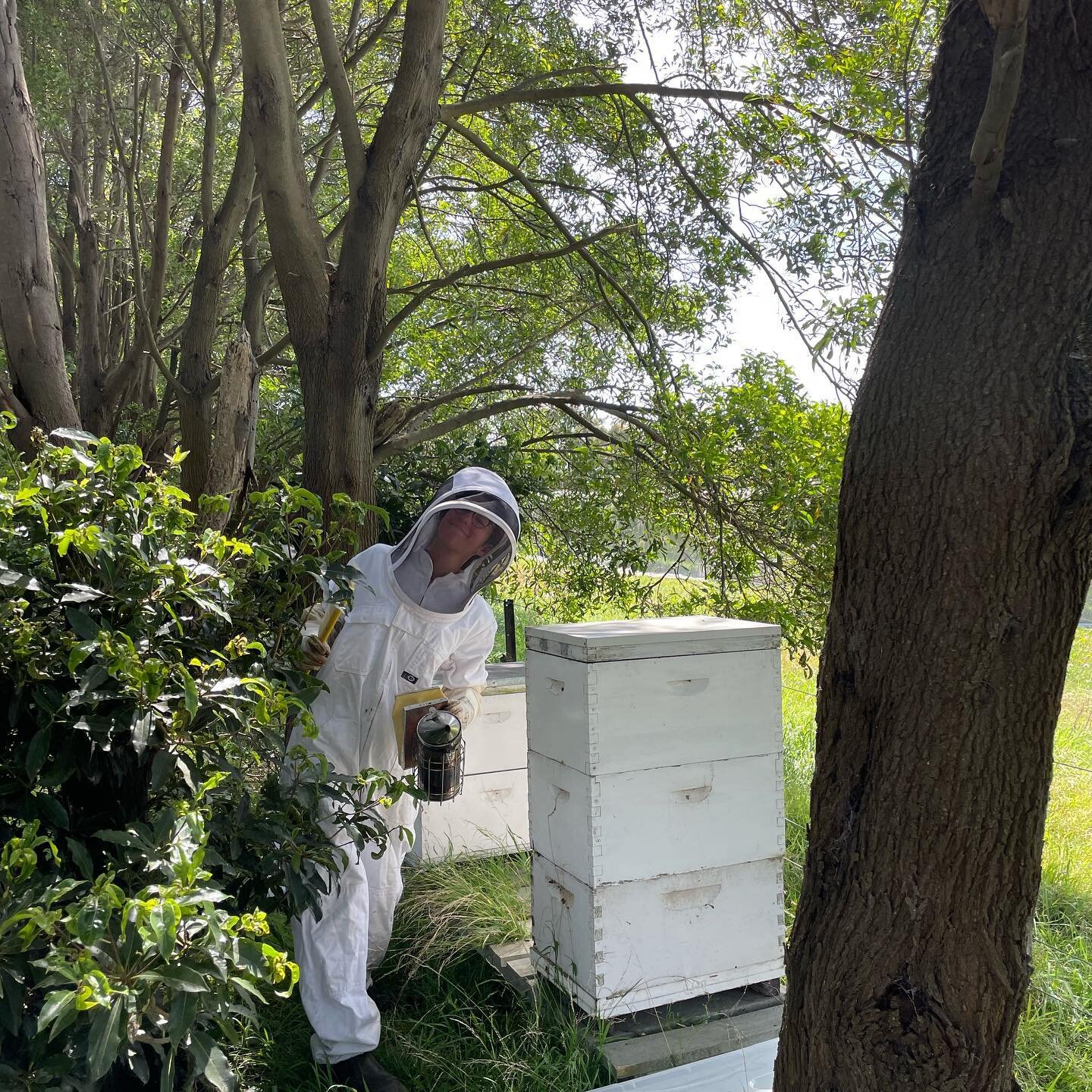 A day with the bees.
We&rsquo;ve been conscious about keeping as much bee food around the farm as possible, leaving areas untouched so plants can flower. It&rsquo;s been a prolific clover and dandelion season with all this summer rain and the bees ha
