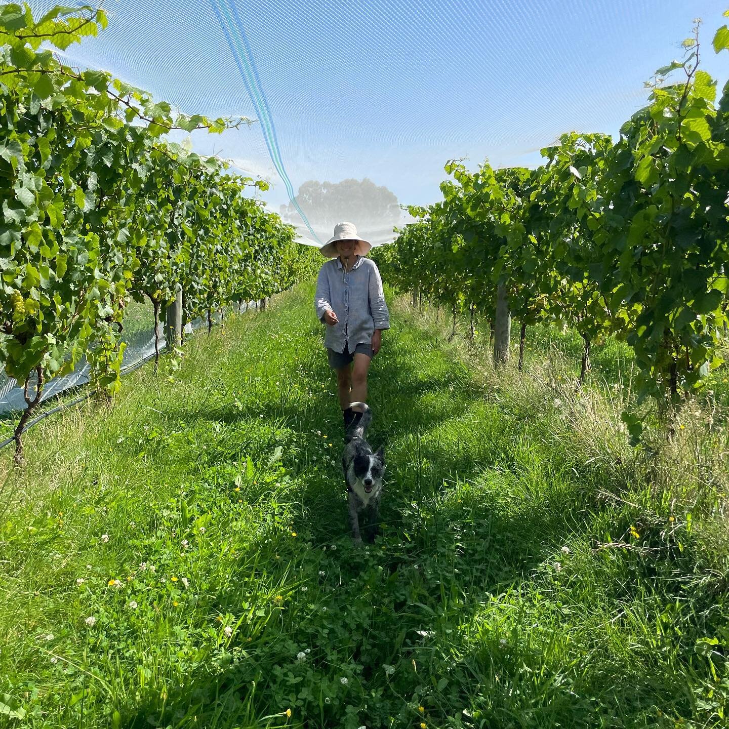Some of the best moments are between the nets going on and starting harvest, particularly walking through the vineyard at dusk and tasting the progression in the berries. Fruit is looking beautiful and it looks like we&rsquo;ll need a little extra he