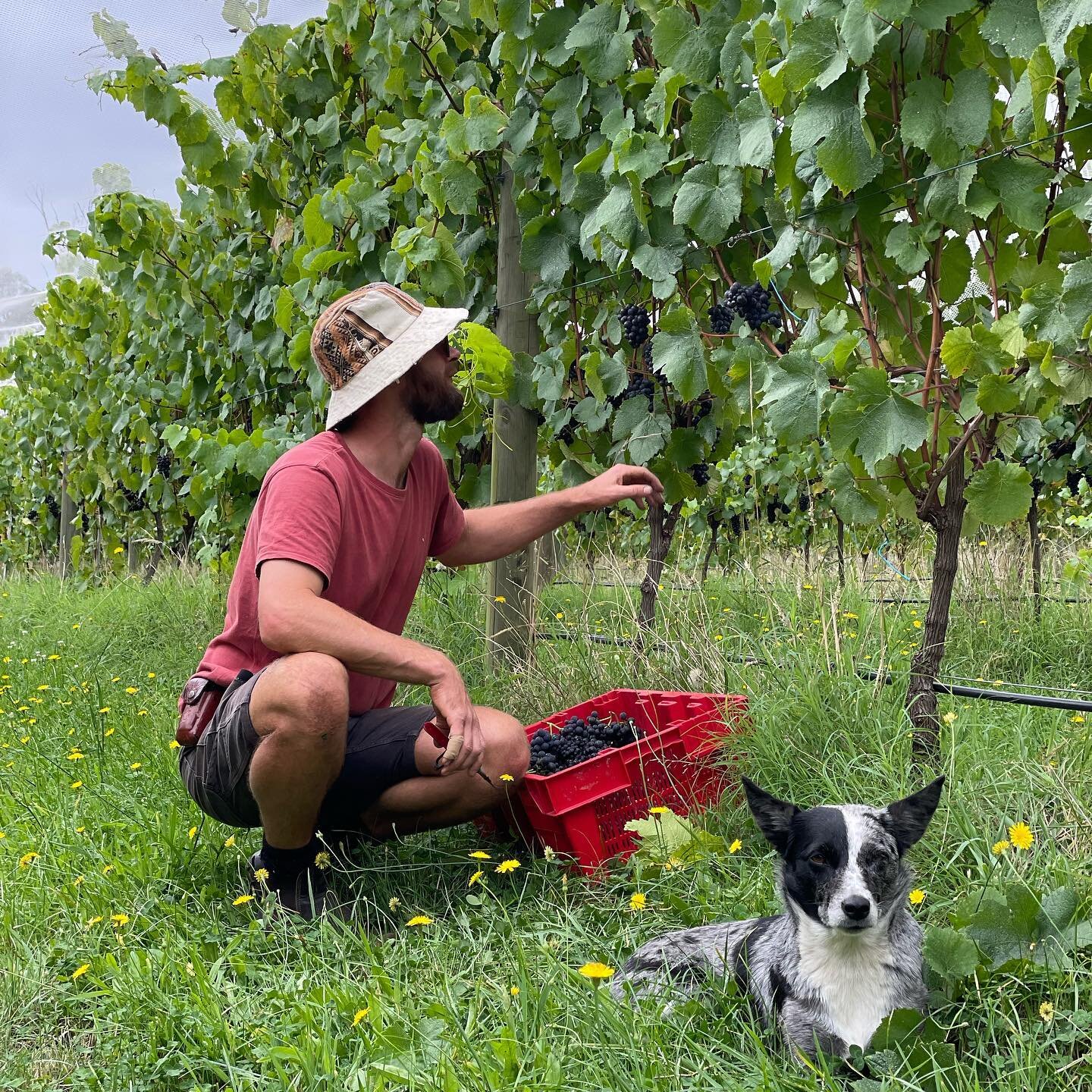 Harvest days, the best kind. It was a smooth start that escalated quite quickly. Thank you to those who have helped pick our grapes so far, we&rsquo;re half way through and couldn&rsquo;t have done it without the extra hands!

Big love @joannah_d, @m