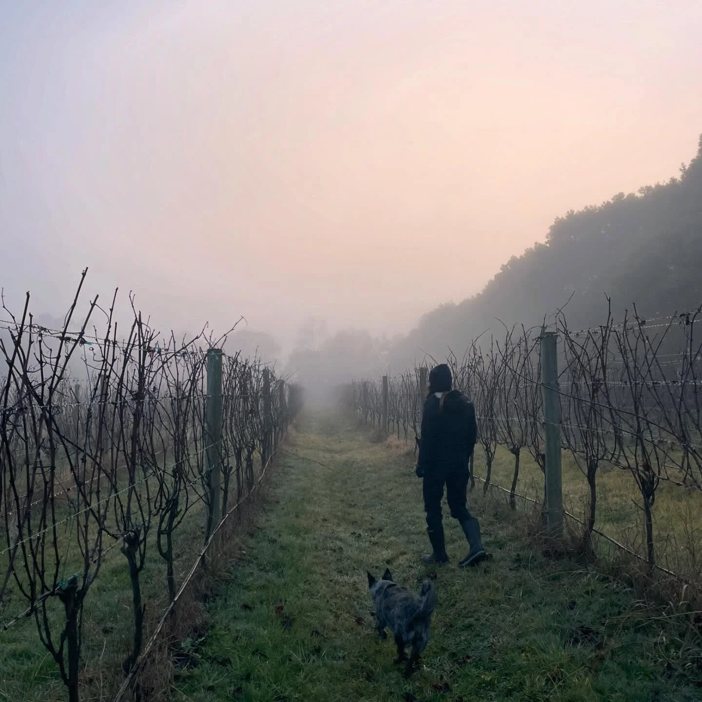 This year we&rsquo;re pruning our baby vines for the 8th time - time flies! - and things are starting to get easier. We&rsquo;ve slowly been rectifying the varied and many mistakes we made in the early days, and we&rsquo;re in a much better (sap) flo
