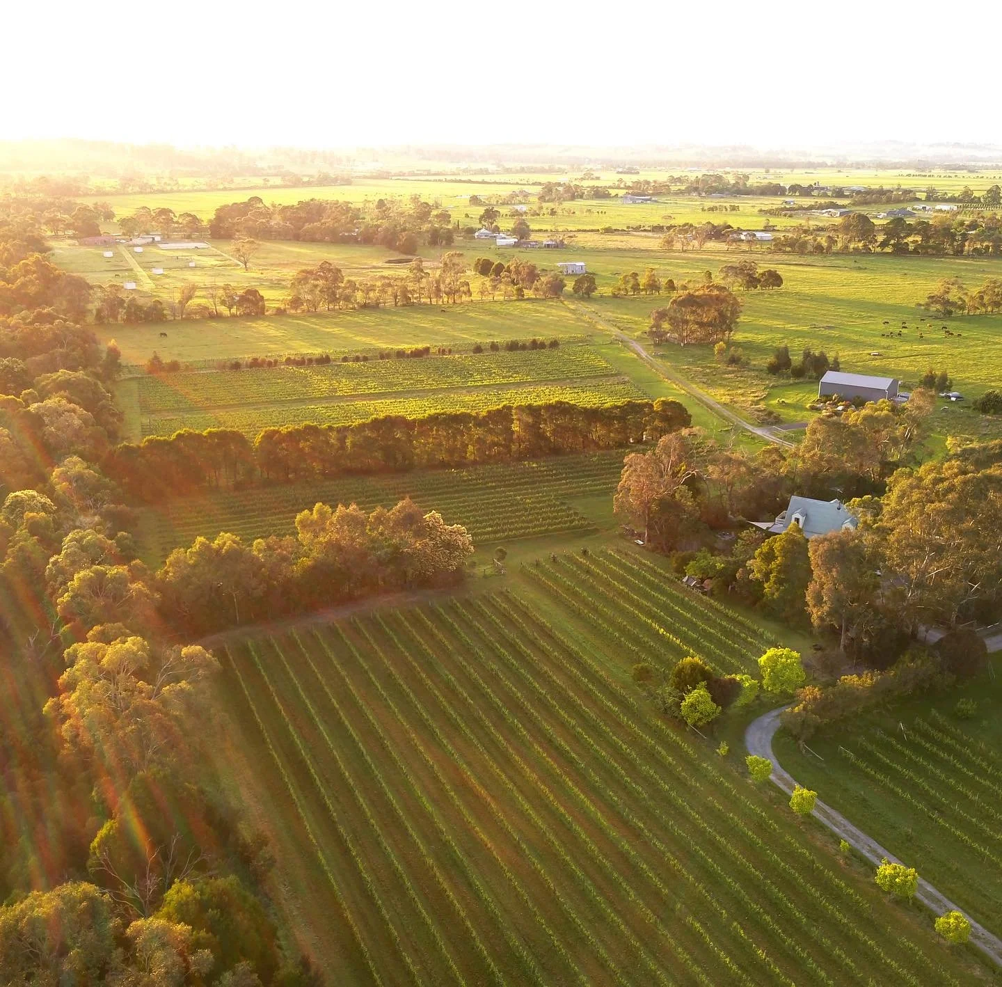 Early morning light looking quite magical over the vineyard yesterday. 

The vines are rapidly growing and we&rsquo;re starting to see the first signs of flowering in the Chardonnay. The mild and dry conditions we&rsquo;ve had over the last few weeks