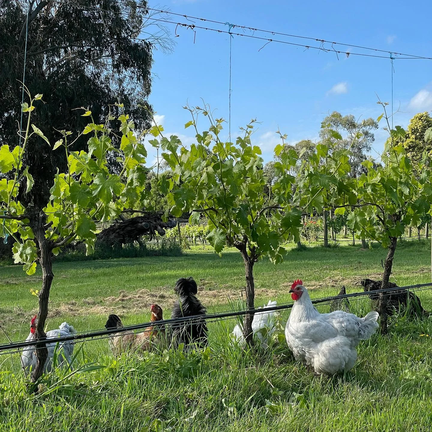 Entertained all day by this lot ❤️ #myonlyfriends
We&rsquo;ve just begun our second pass of shoot thinning, keeping that air flowing in and around the vines 🍃. October has been nice and dry (so far) with less than half of the rain compared to last y