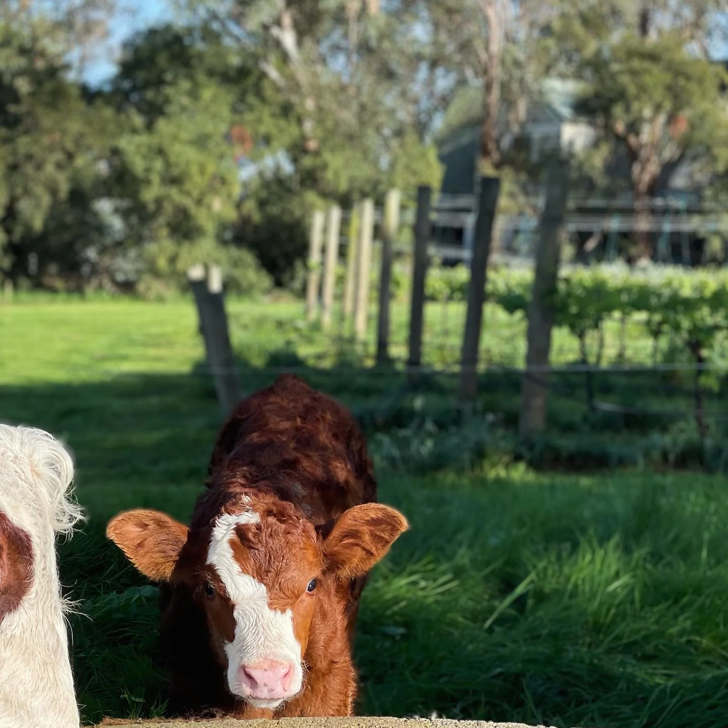 Some spring cuties arriving in the last few days 🐮
