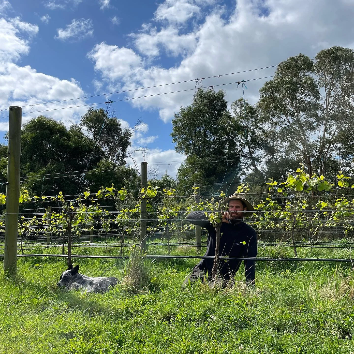 It&rsquo;s been a slow and steady start to spring with a dry mild August that led into a windy and cool September. Our plants are gracefully growing and we&rsquo;re doing our first run through of shoot thinning, a little earlier than usual but trying