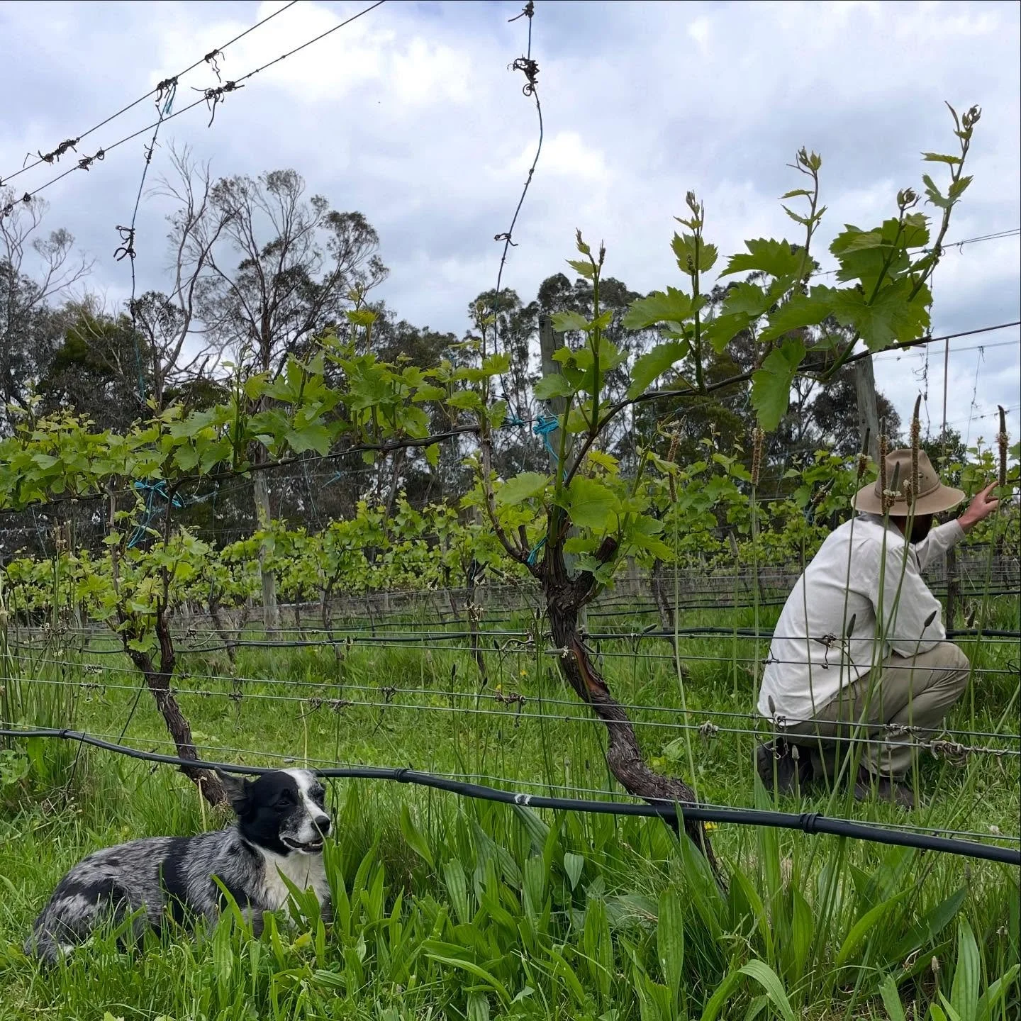 Spring moments over the past few weeks. There&rsquo;s been a lot of beauty in the vines ✨