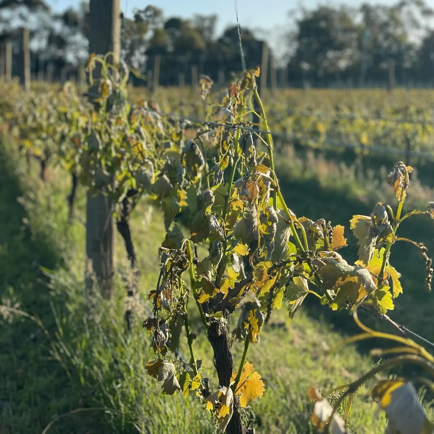 Yesterday we got hit by frost, which is something we have largely avoided up until this point. The damage is widespread and severe, especially in our Syrah and Tempranillo (pictured). It’s a brutal blow as we are only making wine from fruit we