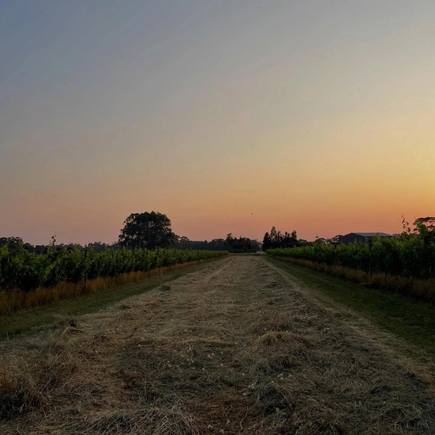 A delightful start to the year. Fresh hay has been cut after a few years off and with some aeration the paddocks are looking better than ever. We&rsquo;ve had some surprise baby twin lambs born and 18 mm of rain for February, hopefully more coming th