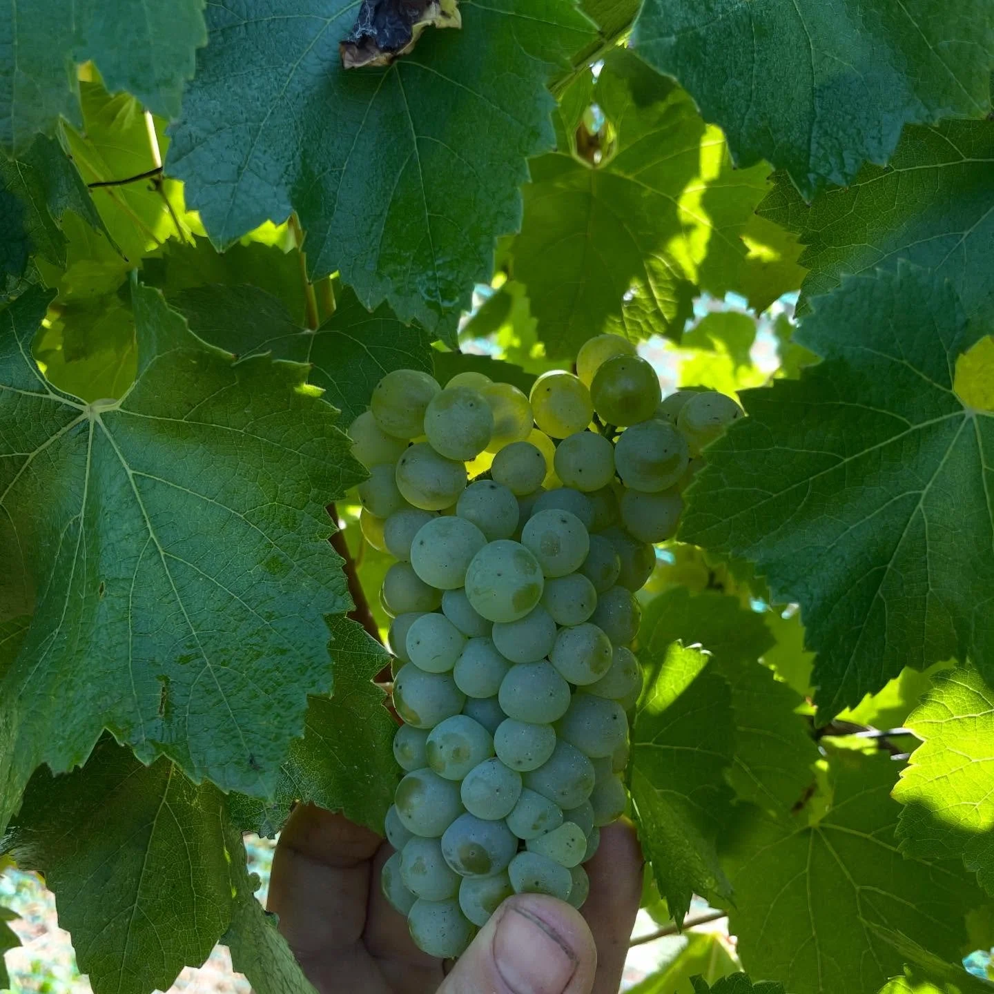 2026 harvest ✨ We&rsquo;ve just finished picking our Chardonnay, Pinot Noir, Viognier and Syrah and we&rsquo;re taking the opportunity to have some fun and make something a little different this year.

We ended up cropping around 0.9 tonnes per hecta