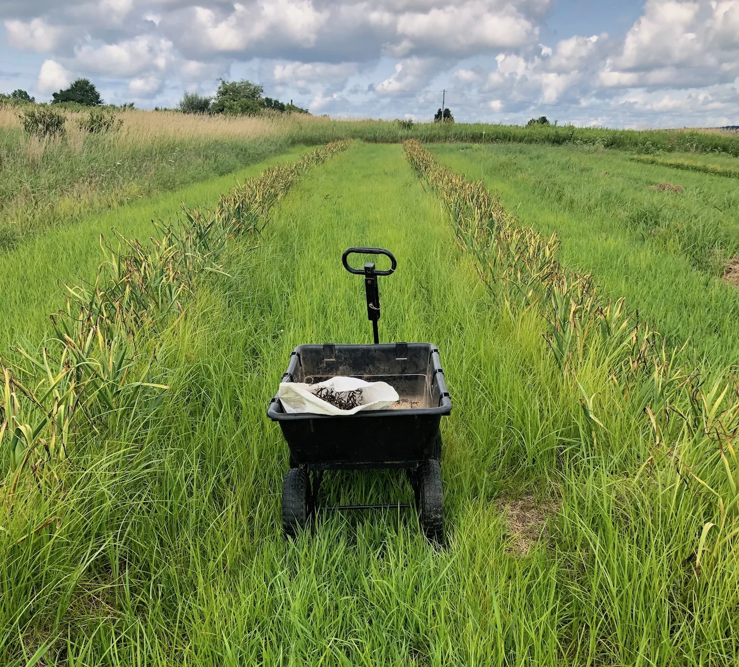 field.jpeg