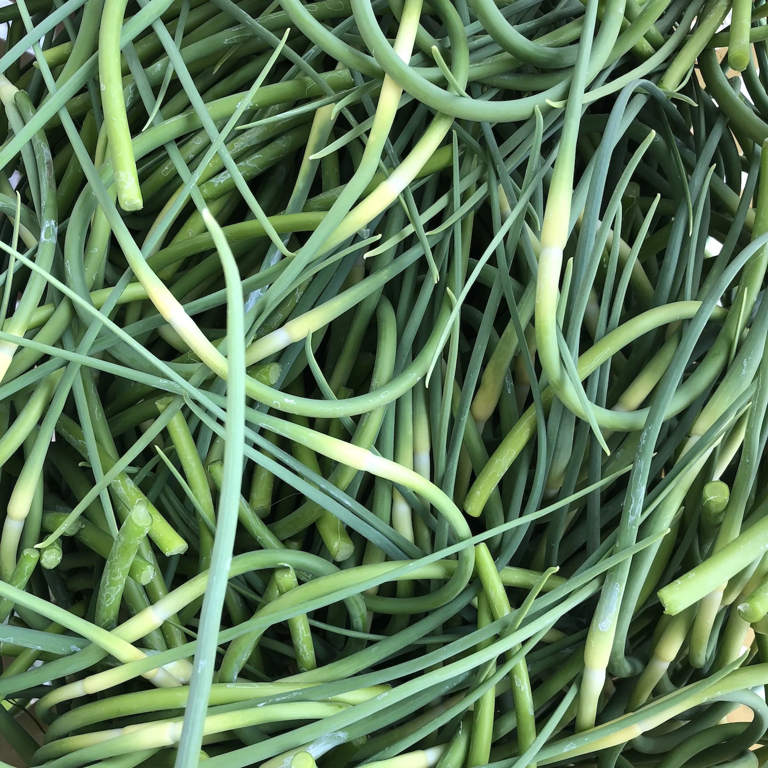 scapes.jpeg