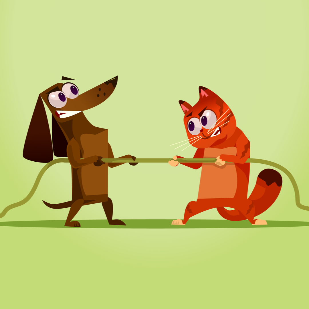 Canine vs Feline