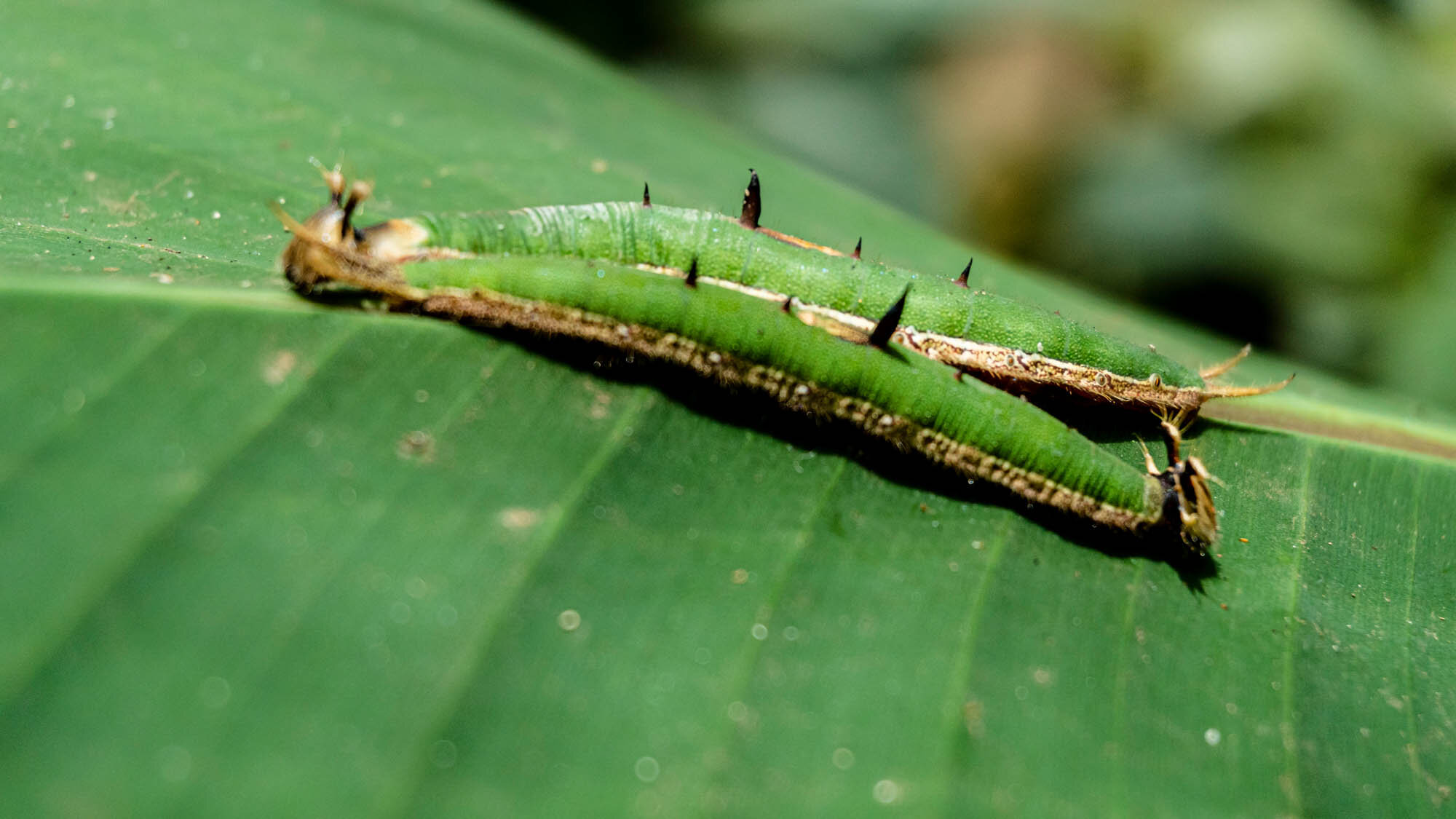 SUAPI - Costa Rica