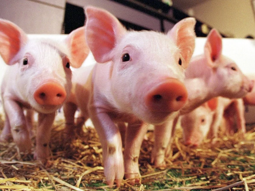 pigs.jpg