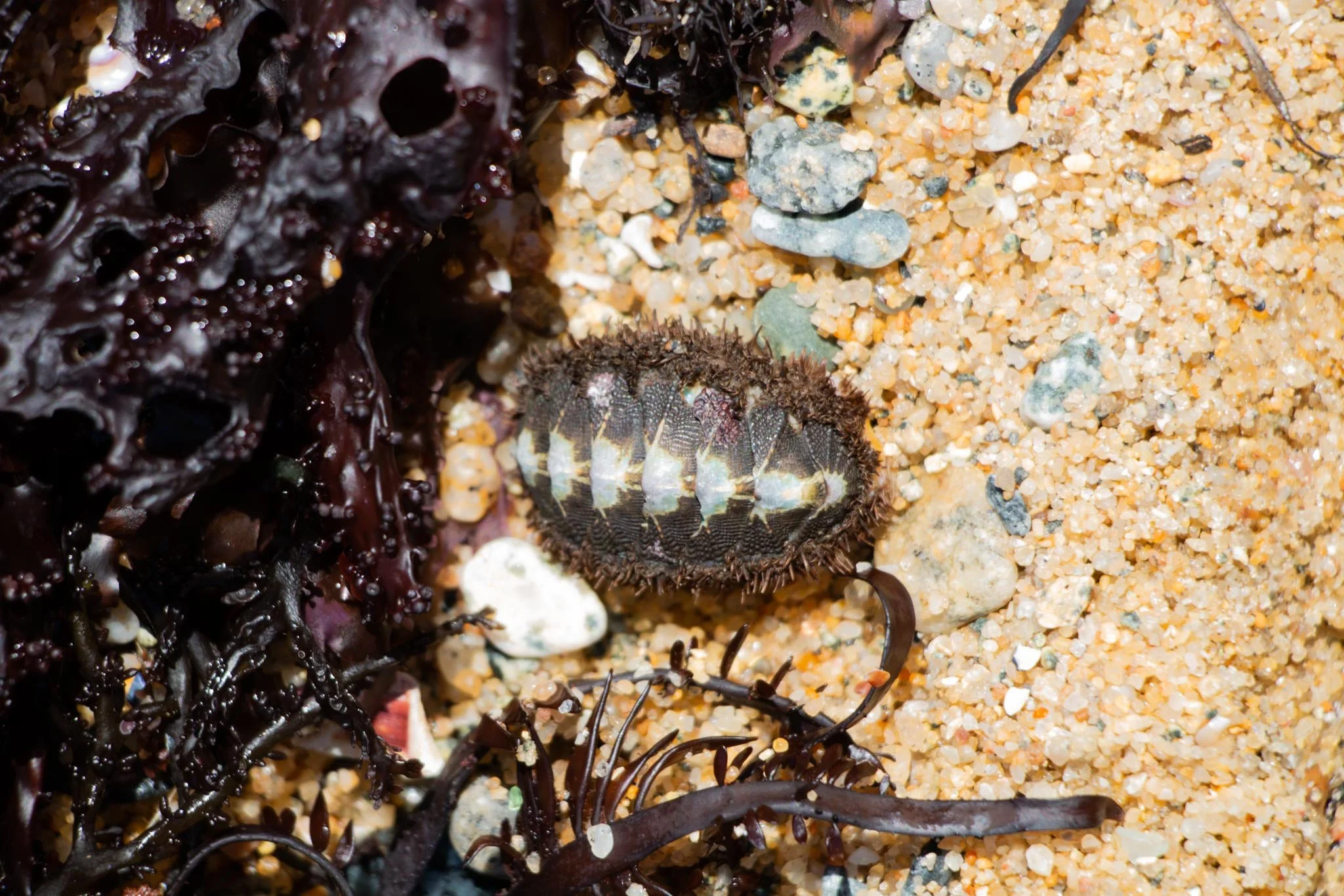 MG beach-29.jpg