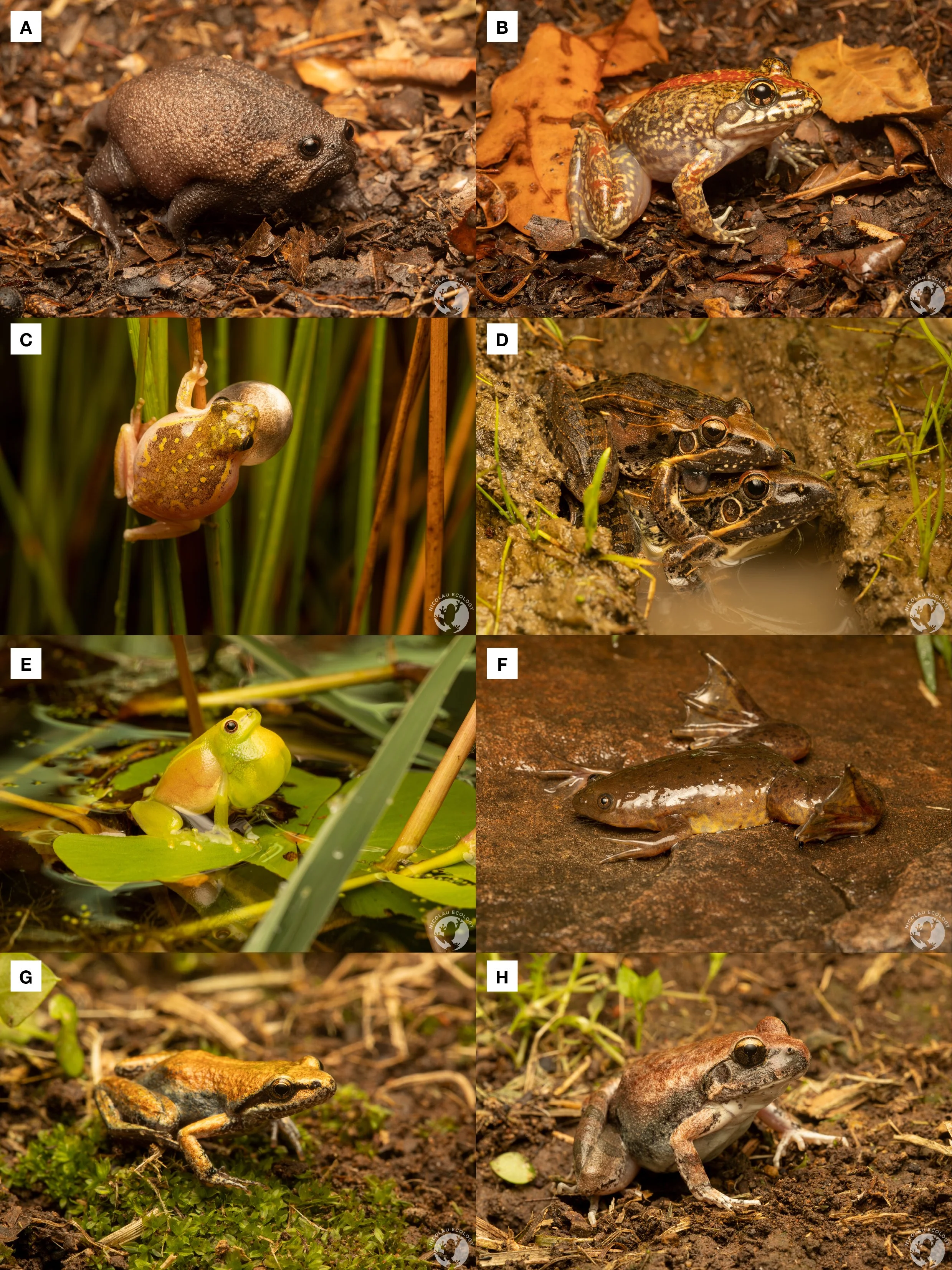 Amphibian research: Part 1 - Eastern Cape — NICOLAU ECOLOGY