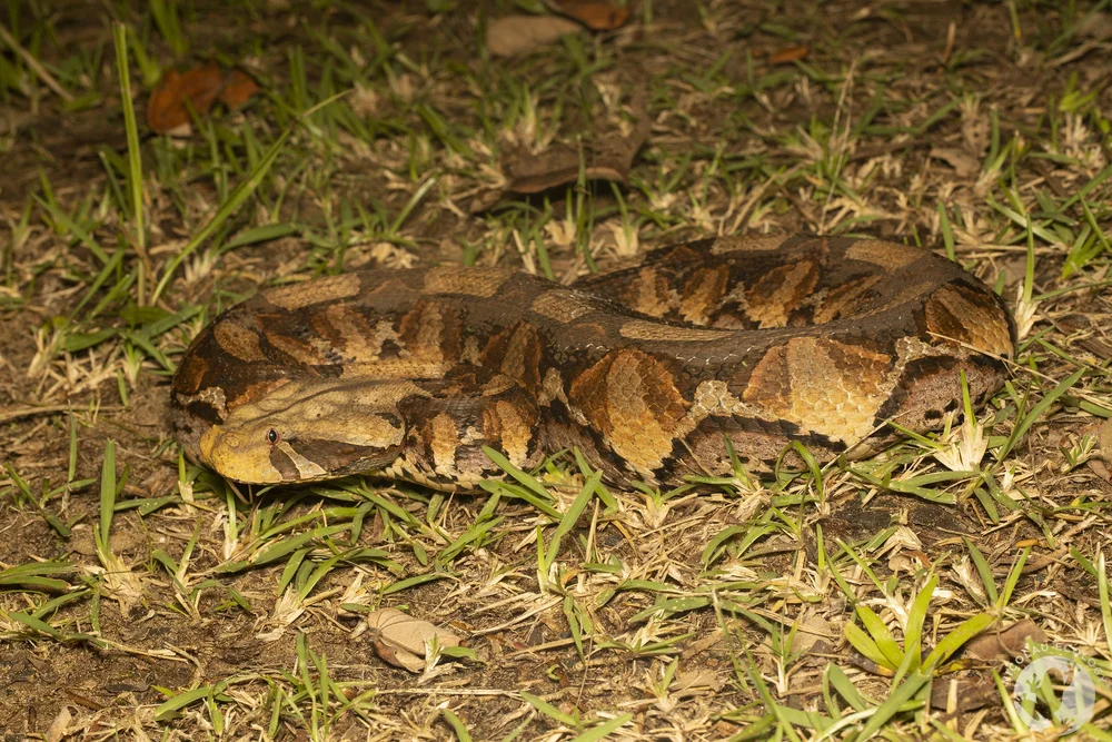 Bitis gabonica — NICOLAU ECOLOGY