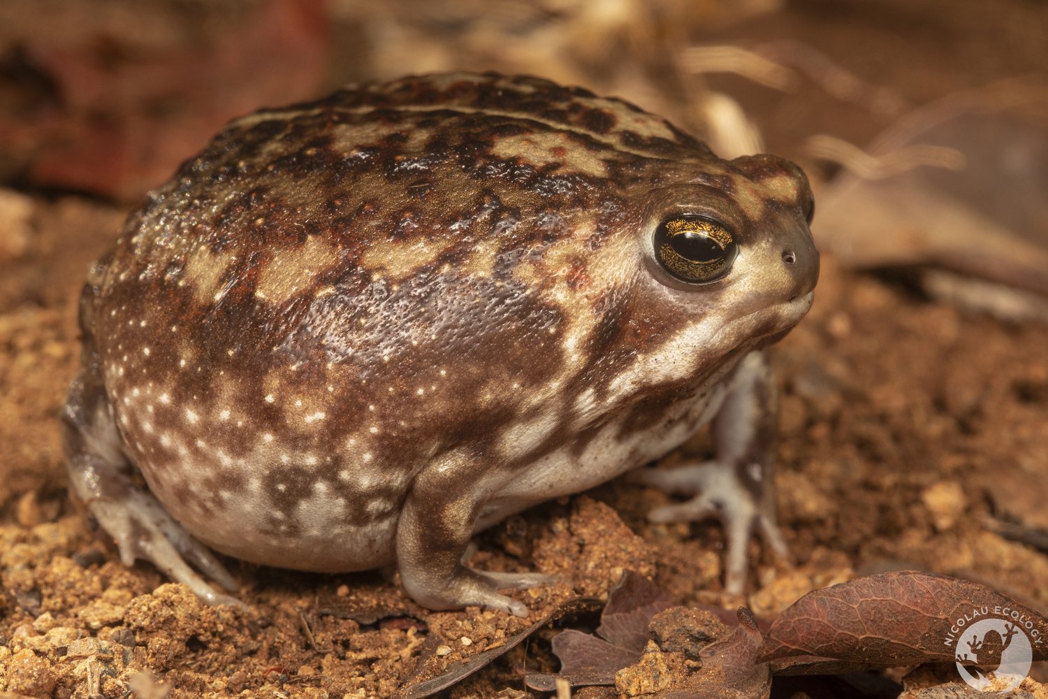 Breviceps adspersus Bushveld Rain Frog — NICOLAU ECOLOGY