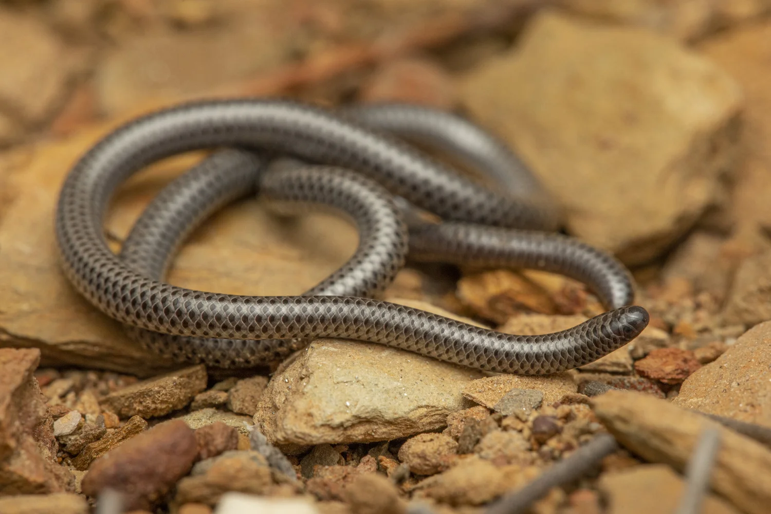 Covid 19 - Lockdown in the Little Karoo — NICOLAU ECOLOGY