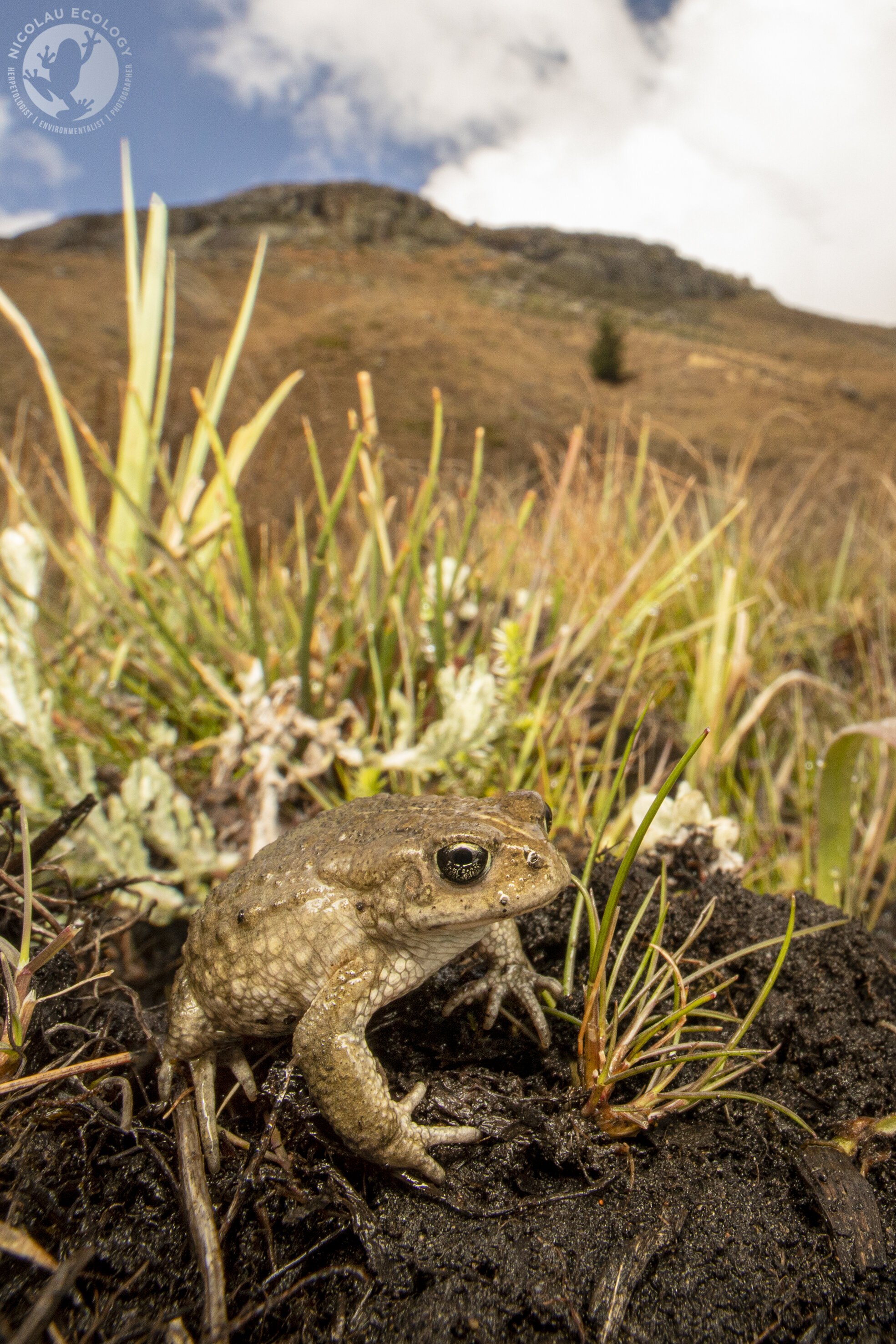 Vandijkophrynus amatolicus.jpg